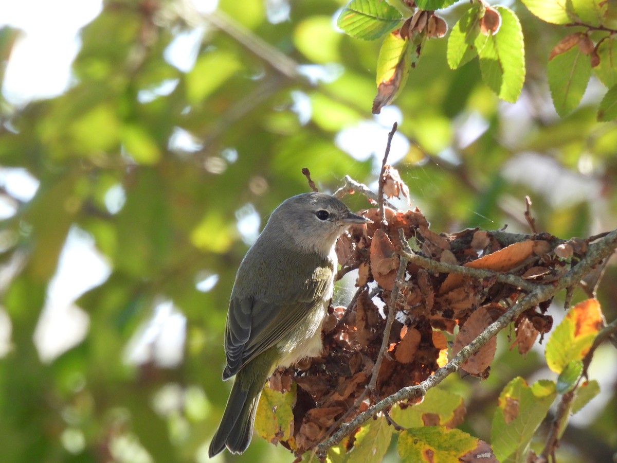 Turuncu Taçlı Ötleğen - ML644721493