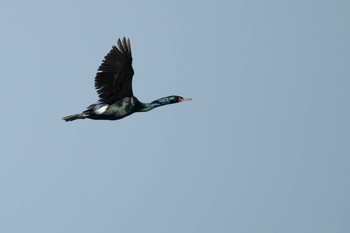 Pelagic Cormorant - ML644721496