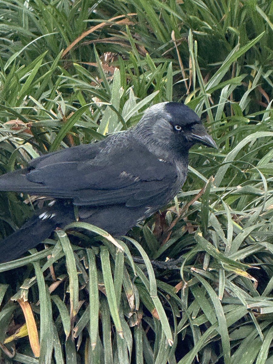 Eurasian Jackdaw - ML644721534
