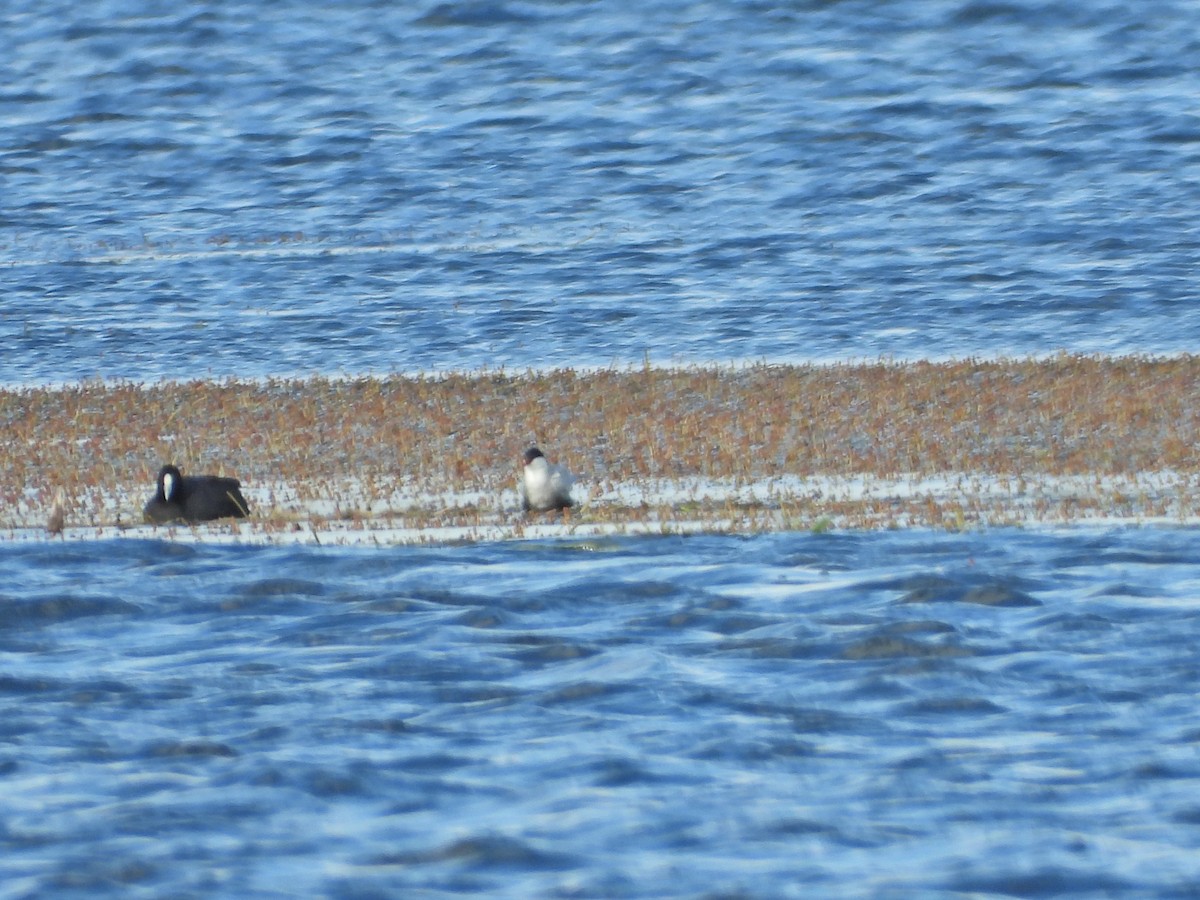 hvitkinnsvartterne - ML644721535