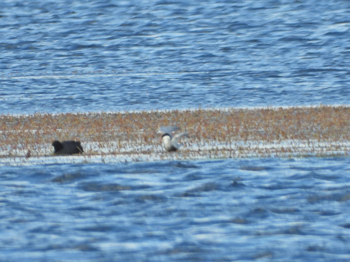 hvitkinnsvartterne - ML644721539