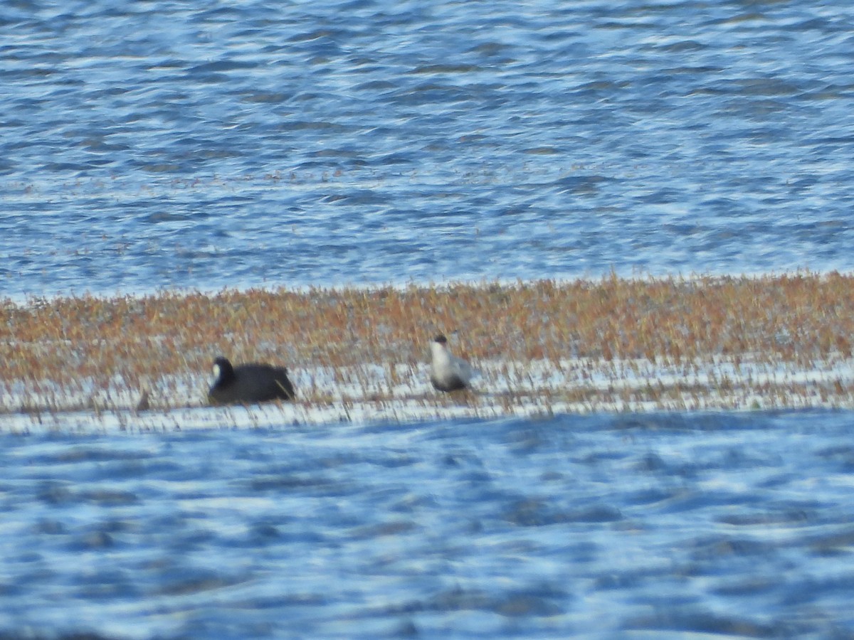 hvitkinnsvartterne - ML644721553