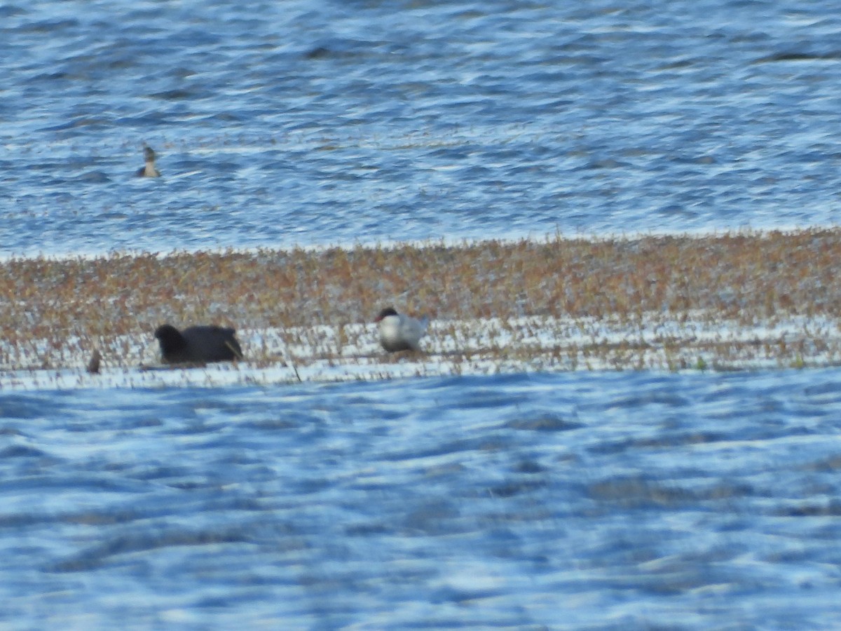 hvitkinnsvartterne - ML644721572