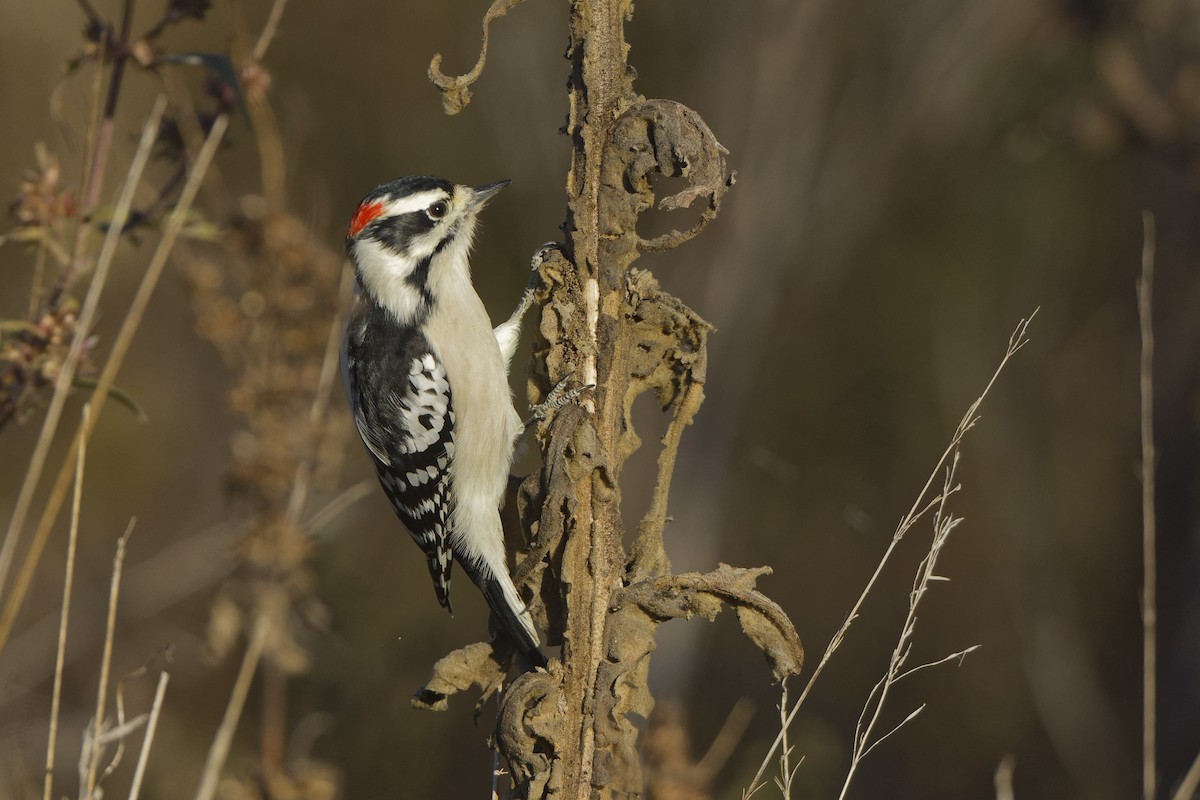 strakapoud osikový - ML644721574