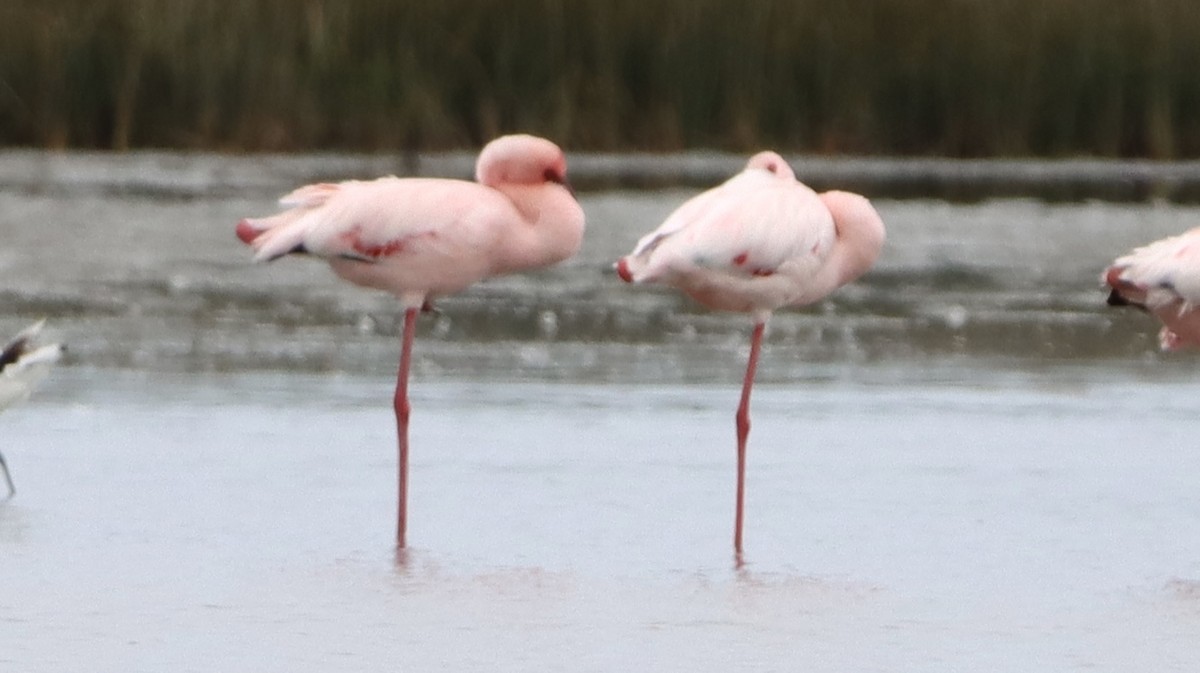 Zwergflamingo - ML644721587