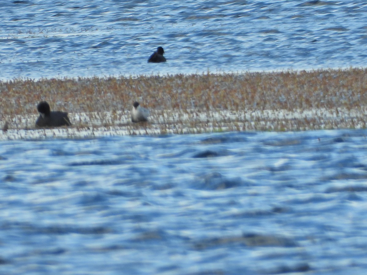 hvitkinnsvartterne - ML644721591