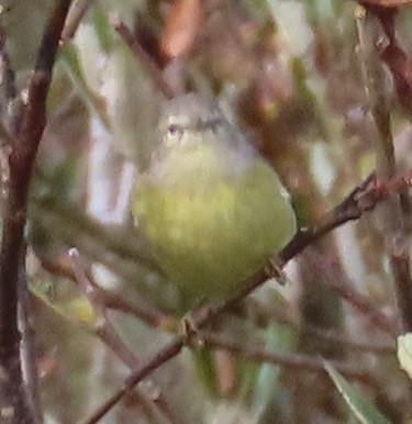 Orange-crowned Warbler - ML644721592