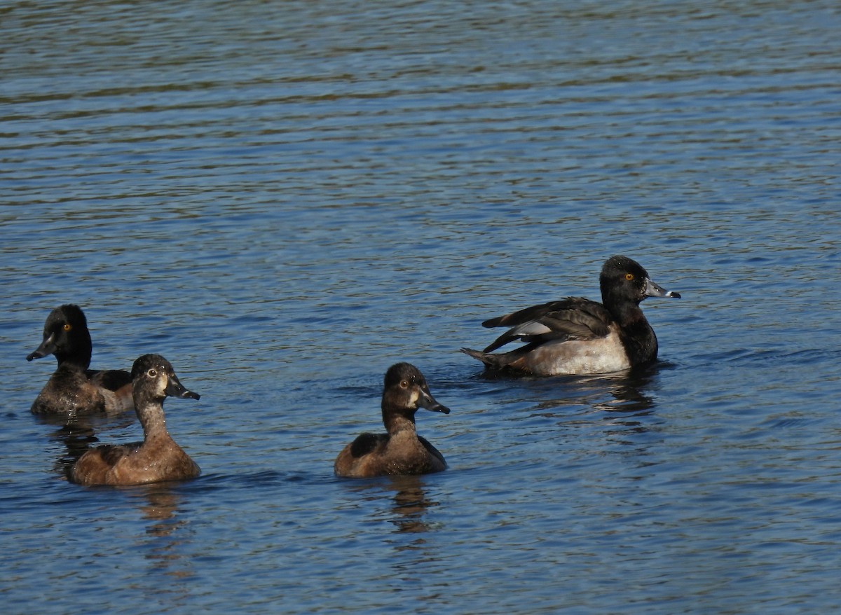 Halkalı Patka - ML644721594