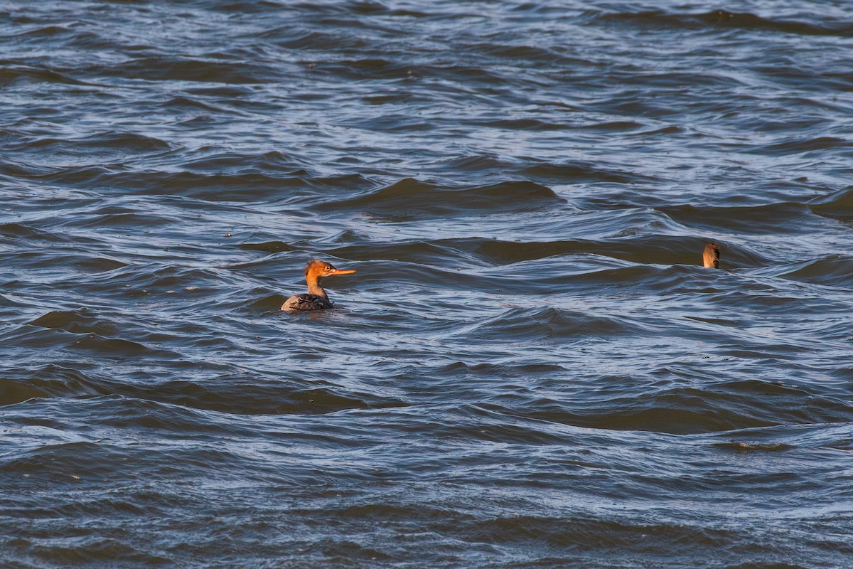 Red-breasted Merganser - ML644721601