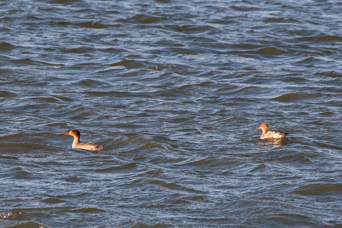 Red-breasted Merganser - ML644721602