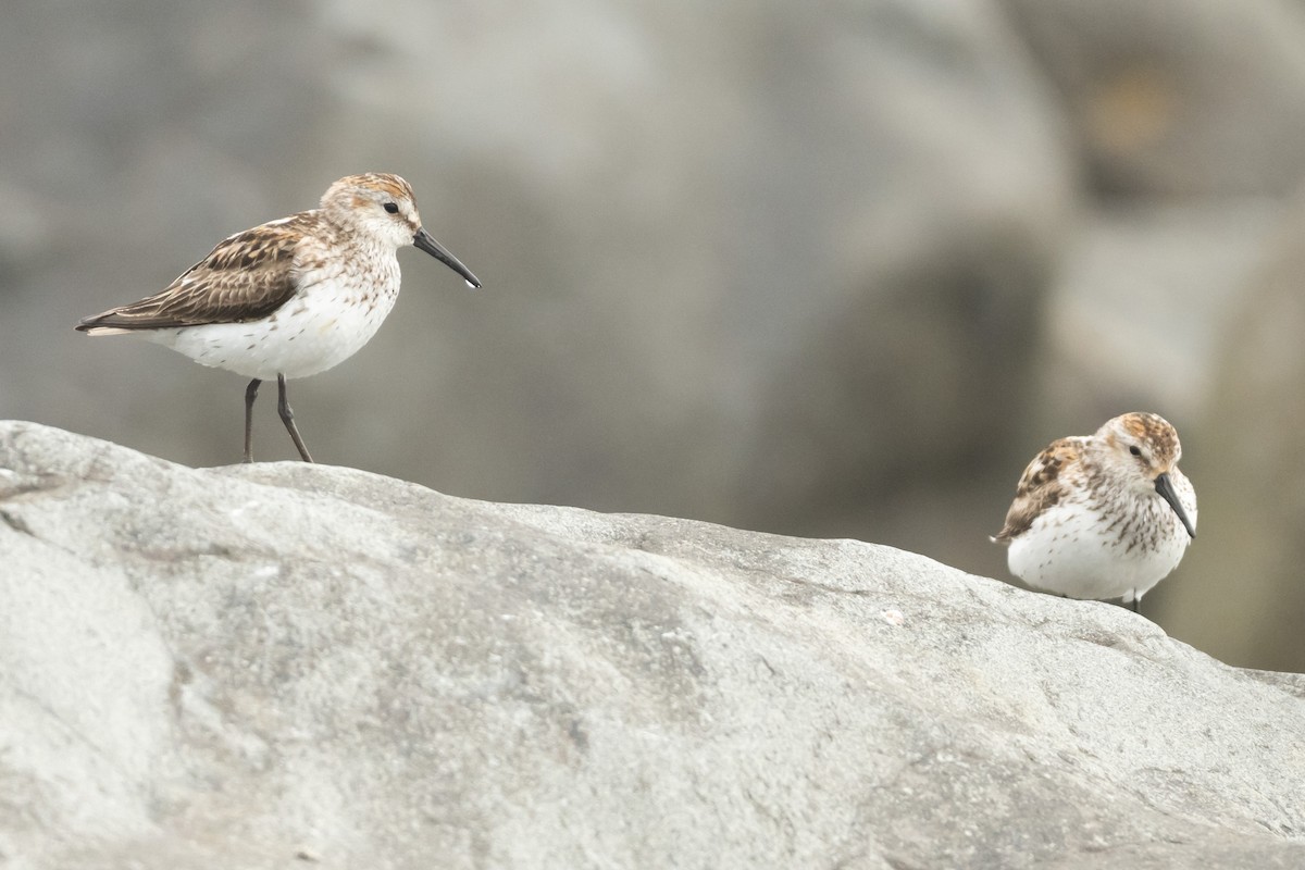 Alaska Kumkuşu - ML644721608