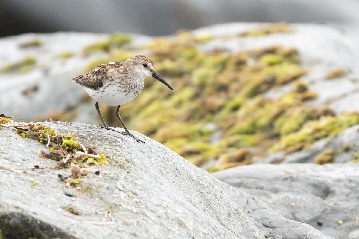 Alaska Kumkuşu - ML644721609