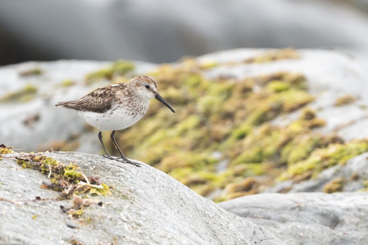 Alaska Kumkuşu - ML644721610