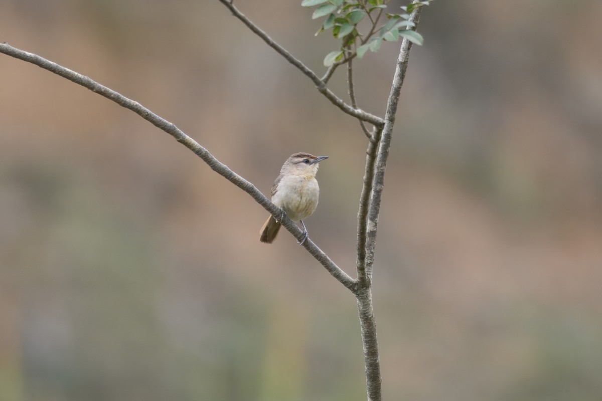 Synallaxe à front roux (groupe rufifrons) - ML644721611