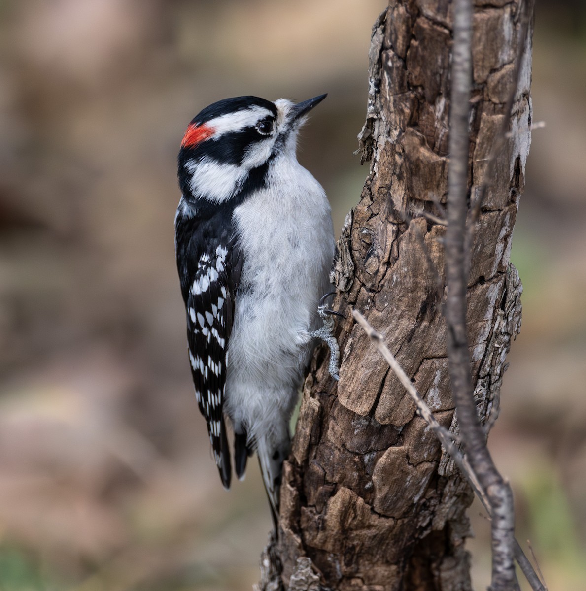 strakapoud osikový - ML644721615