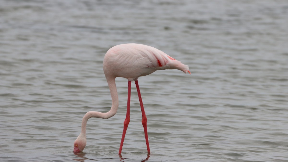 Flamenko handia - ML644721625