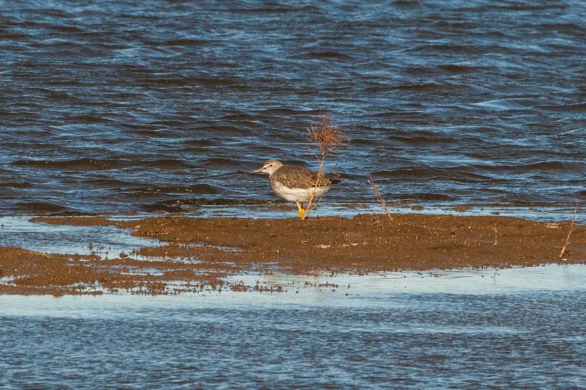 Коловодник строкатий - ML644721628