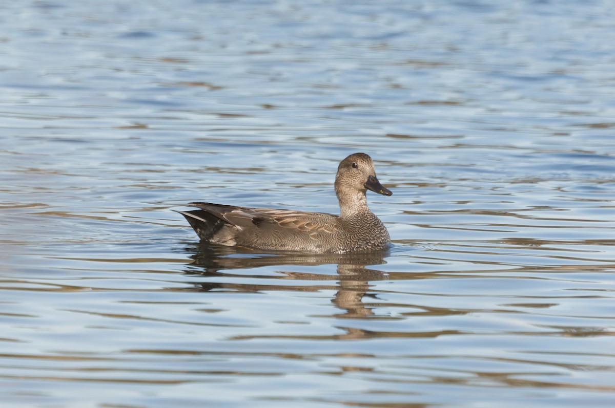 Gadwall - ML644721635