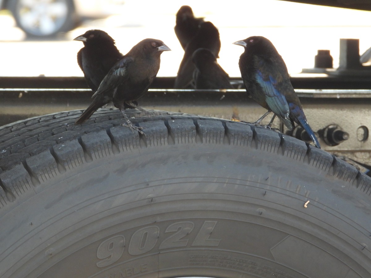 Красноглазый трупиал - ML644721638