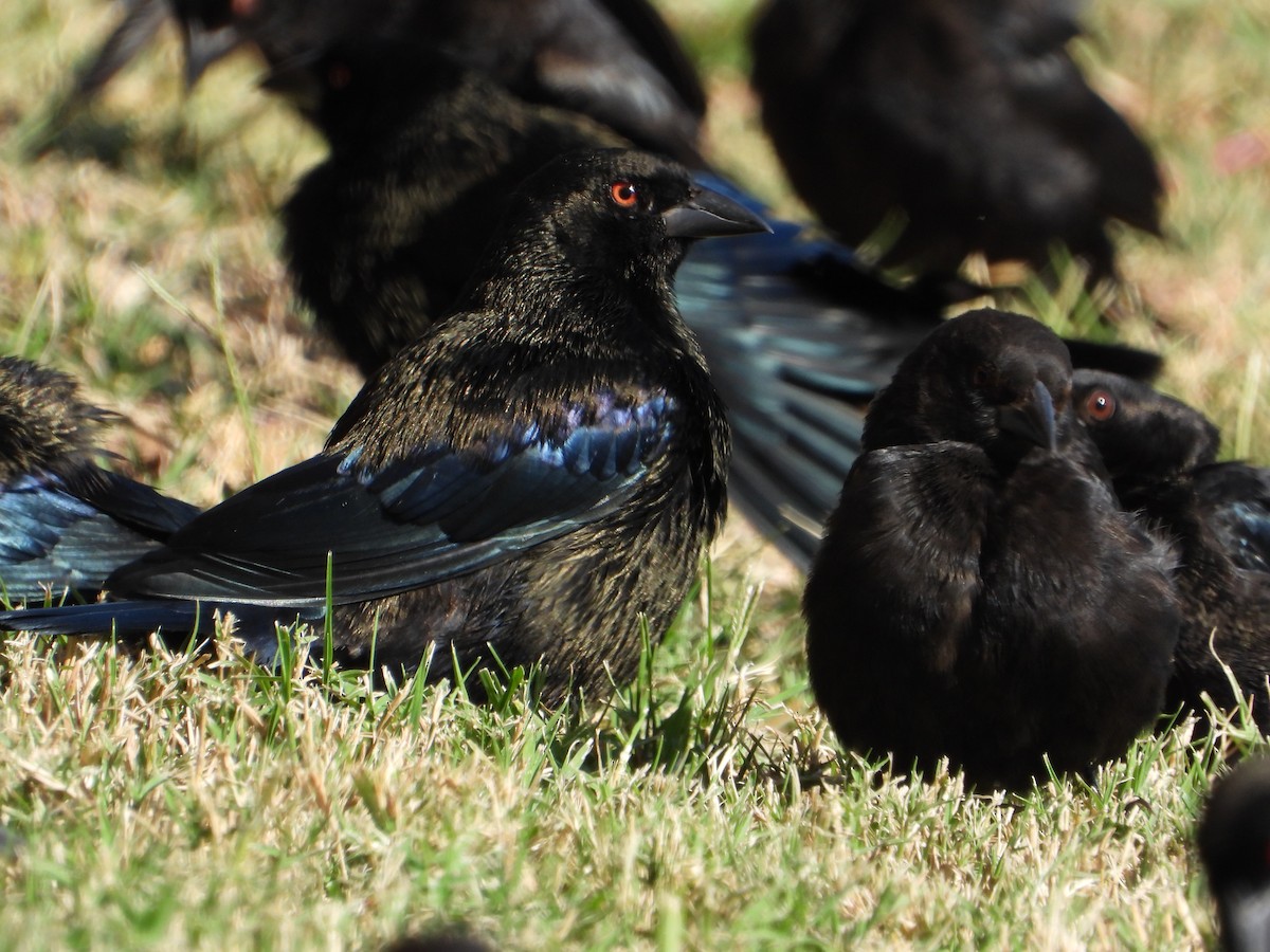 Красноглазый трупиал - ML644721639