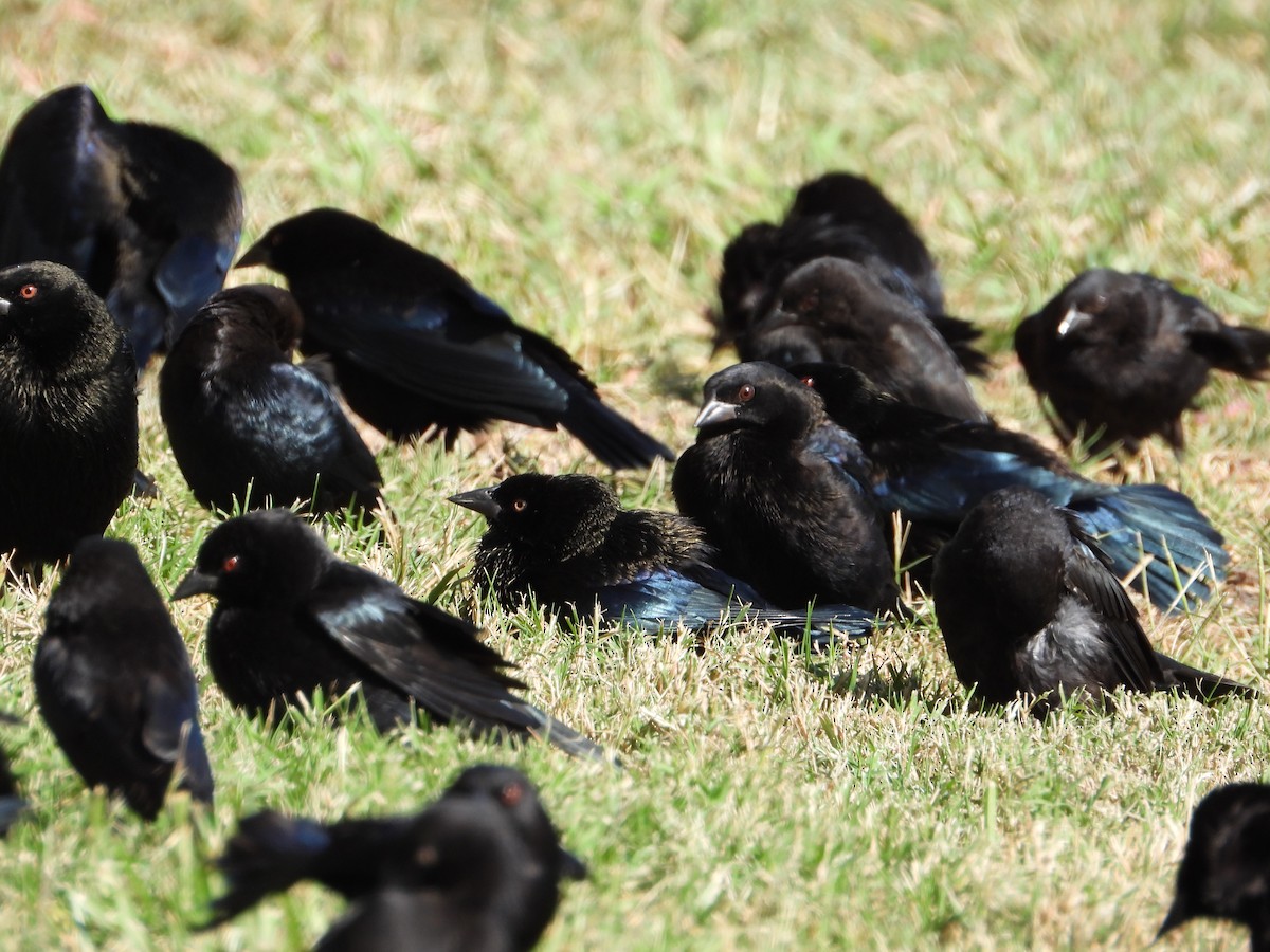 Красноглазый трупиал - ML644721640