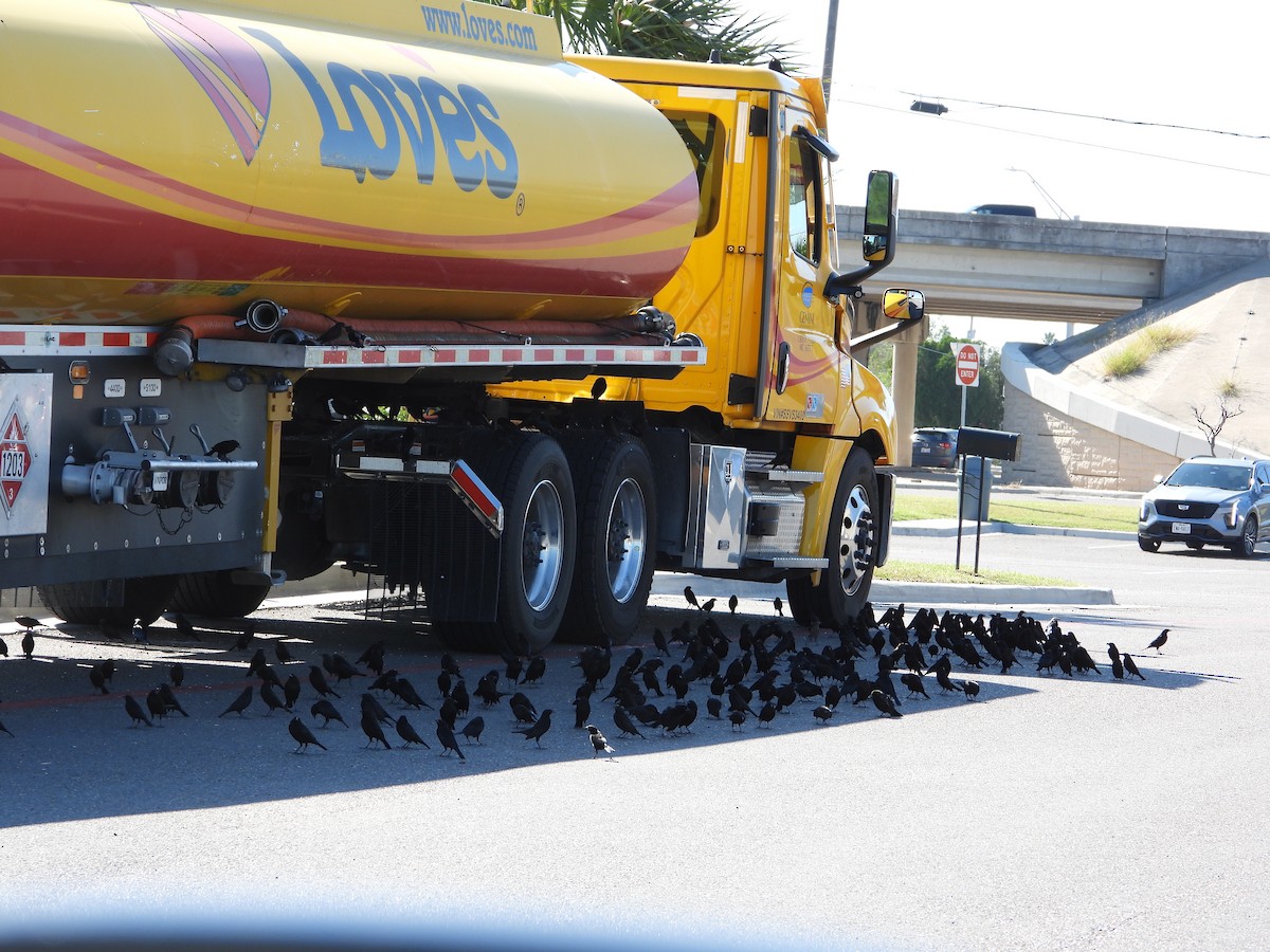 Красноглазый трупиал - ML644721641