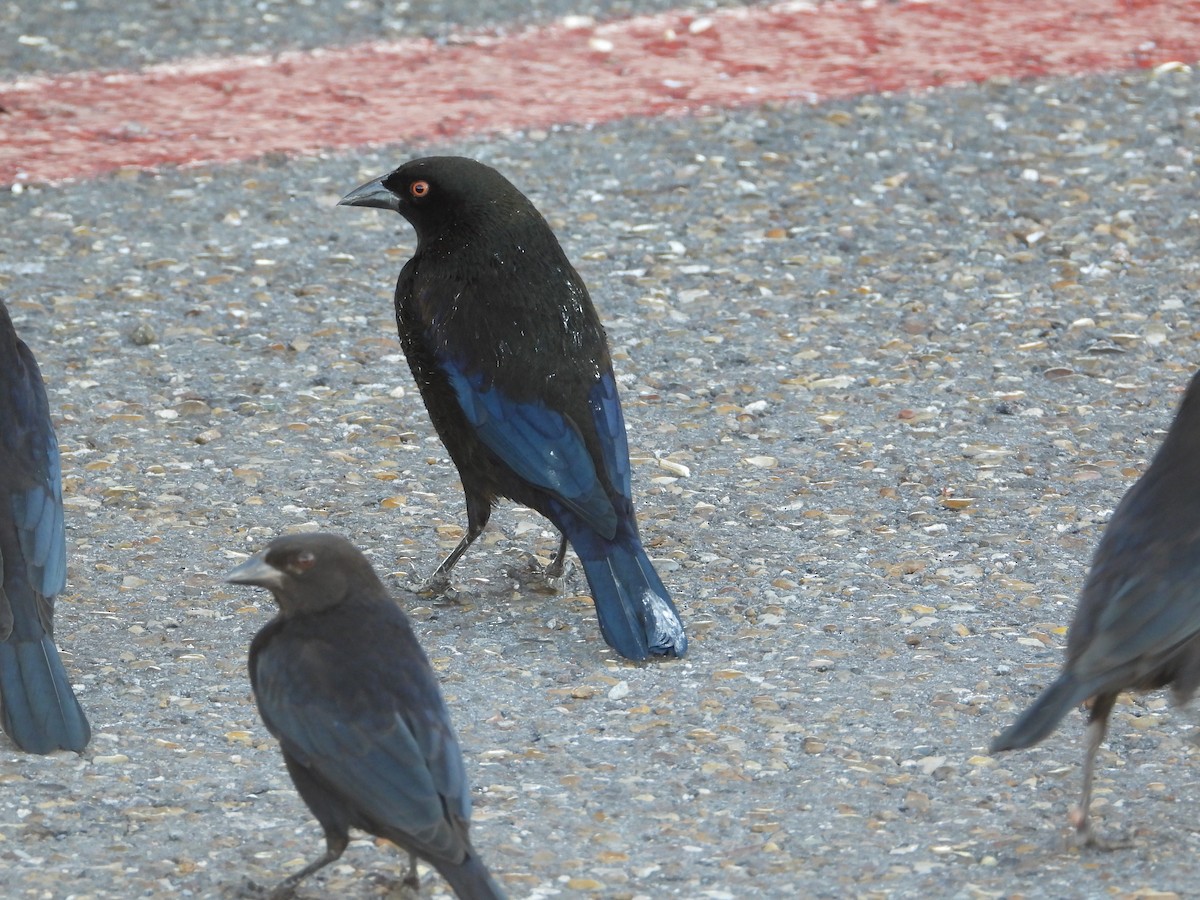 Красноглазый трупиал - ML644721642