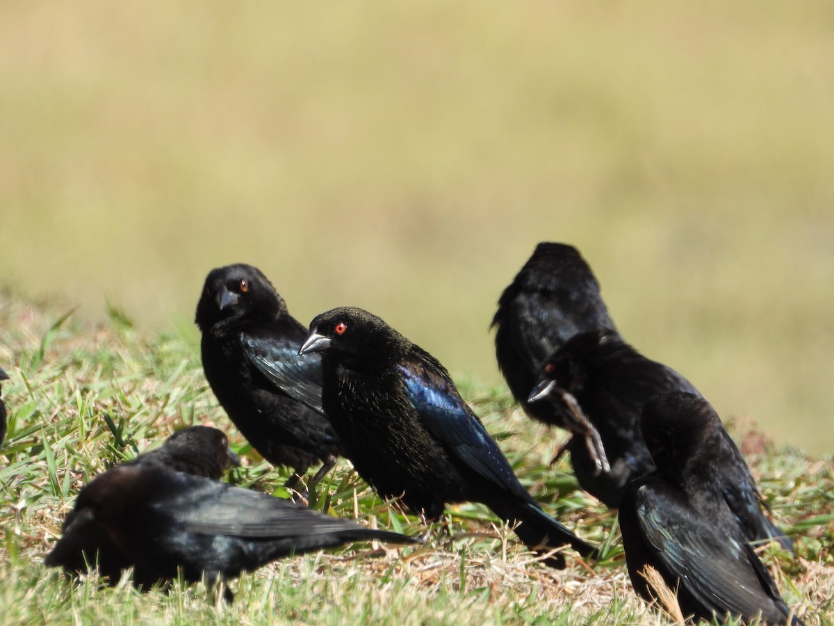 Красноглазый трупиал - ML644721643