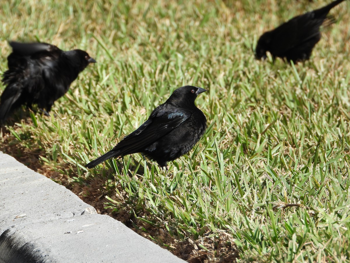 Красноглазый трупиал - ML644721644