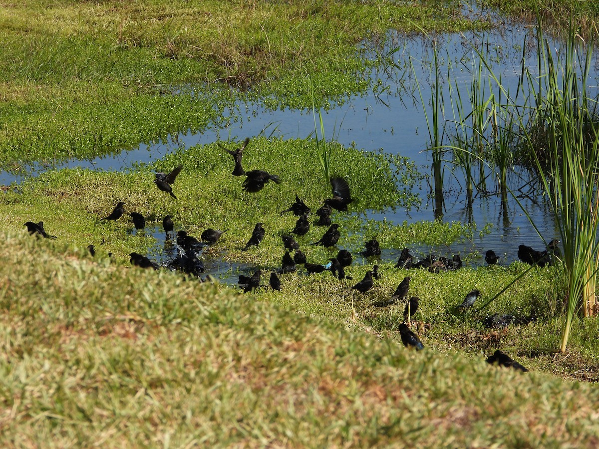 Красноглазый трупиал - ML644721645