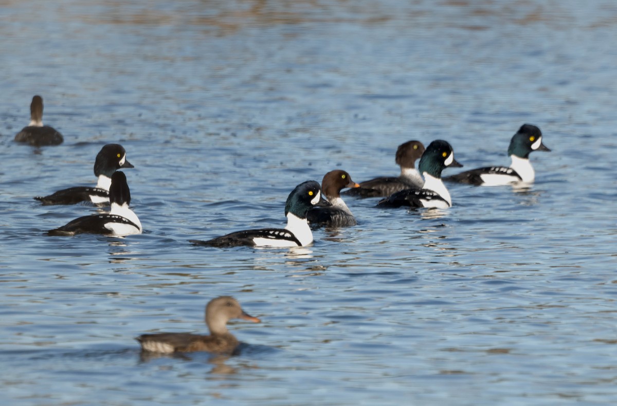Barrow's Goldeneye - ML644721647