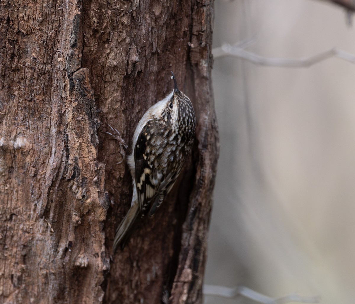 Brown Creeper - ML644721655