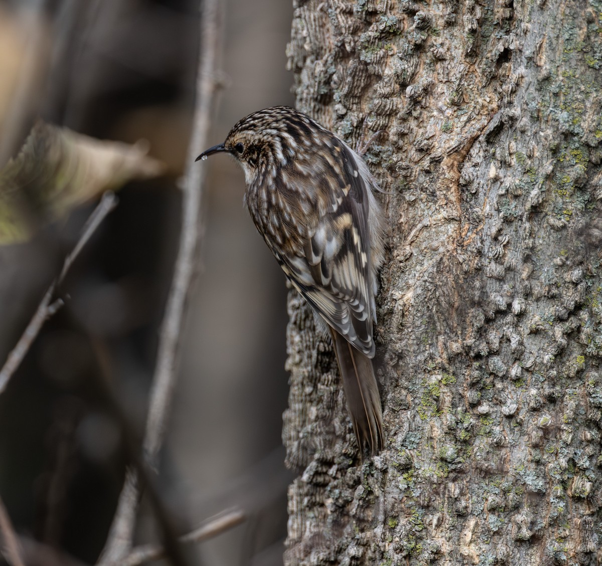 Brown Creeper - ML644721656