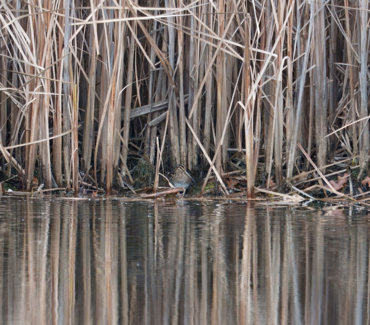 kanadabekkasin - ML644721667