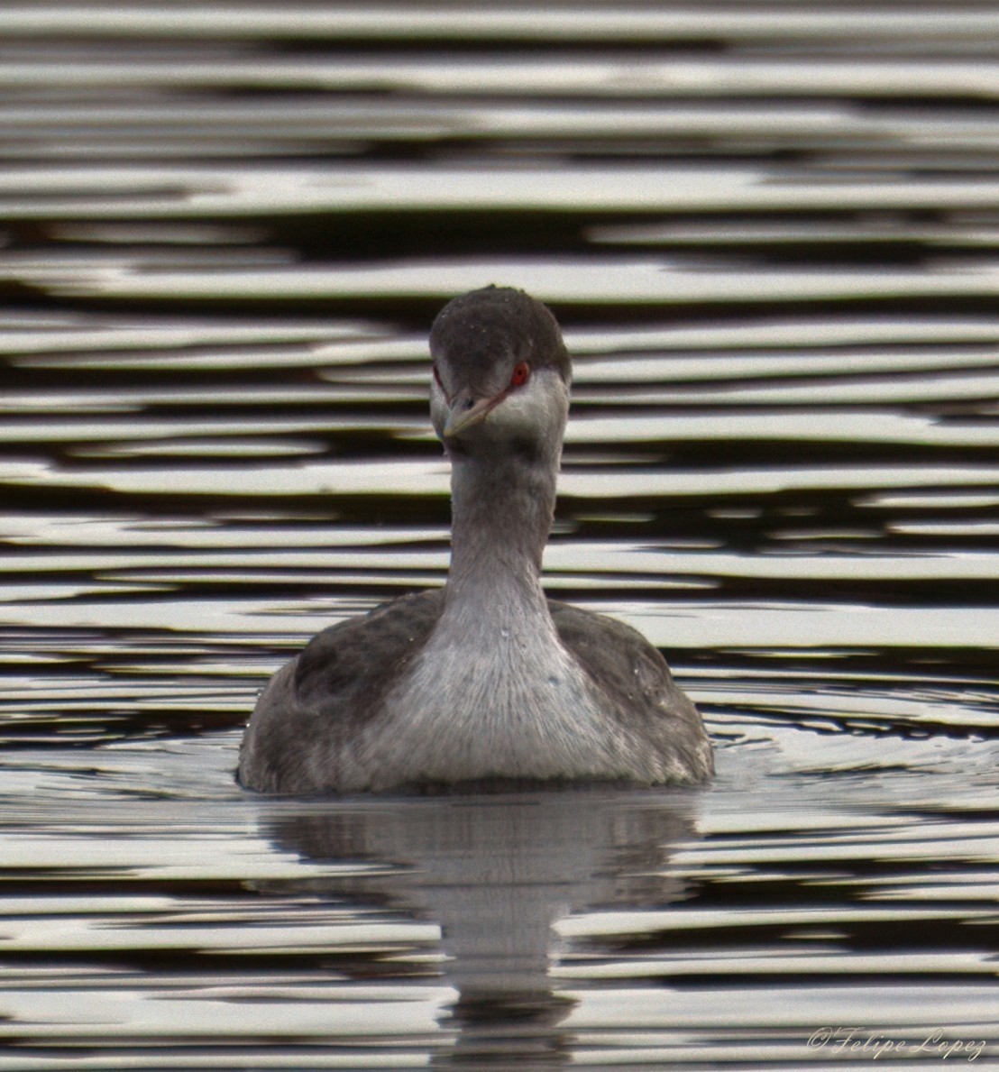 horndykker - ML644721684