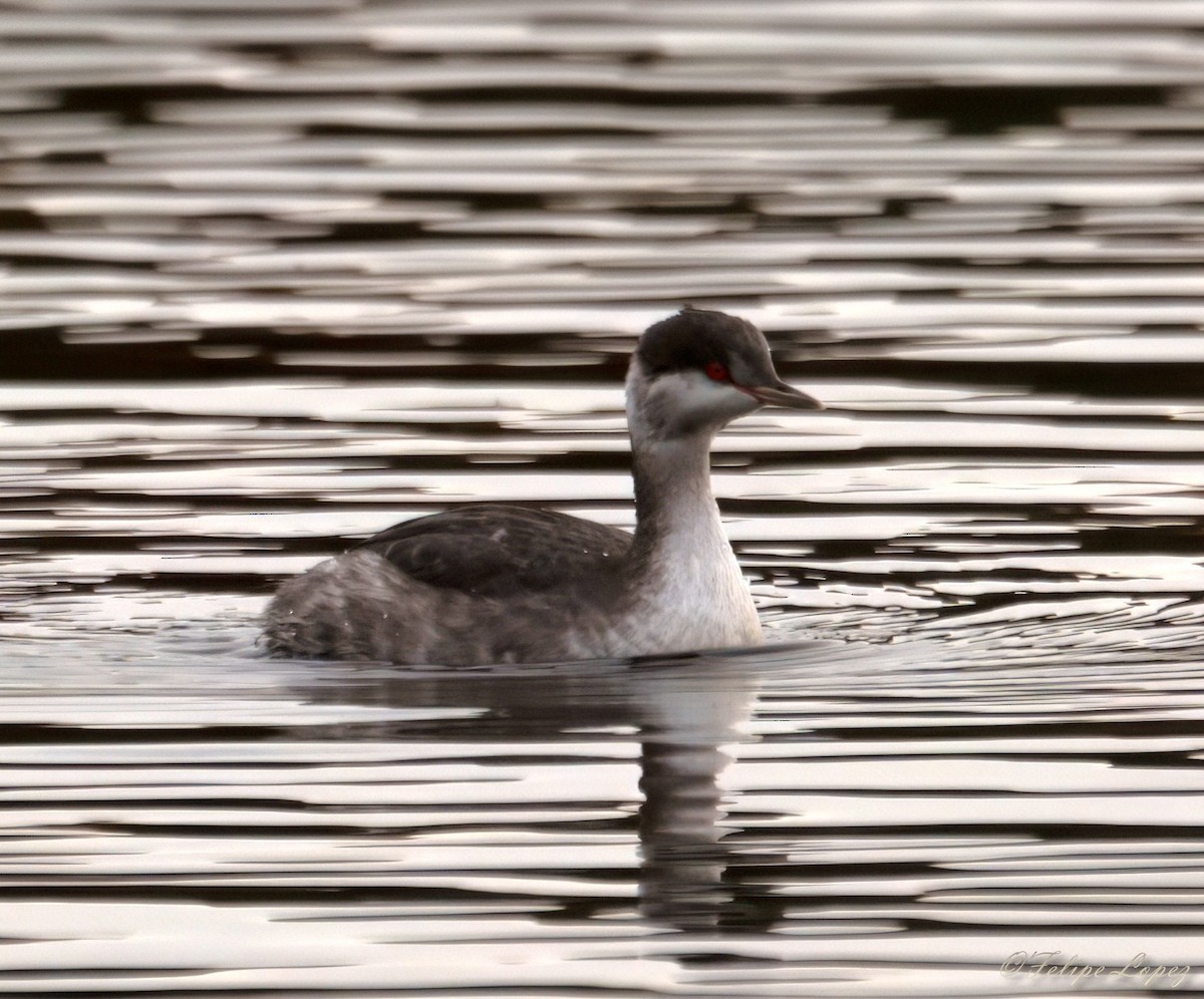 horndykker - ML644721685