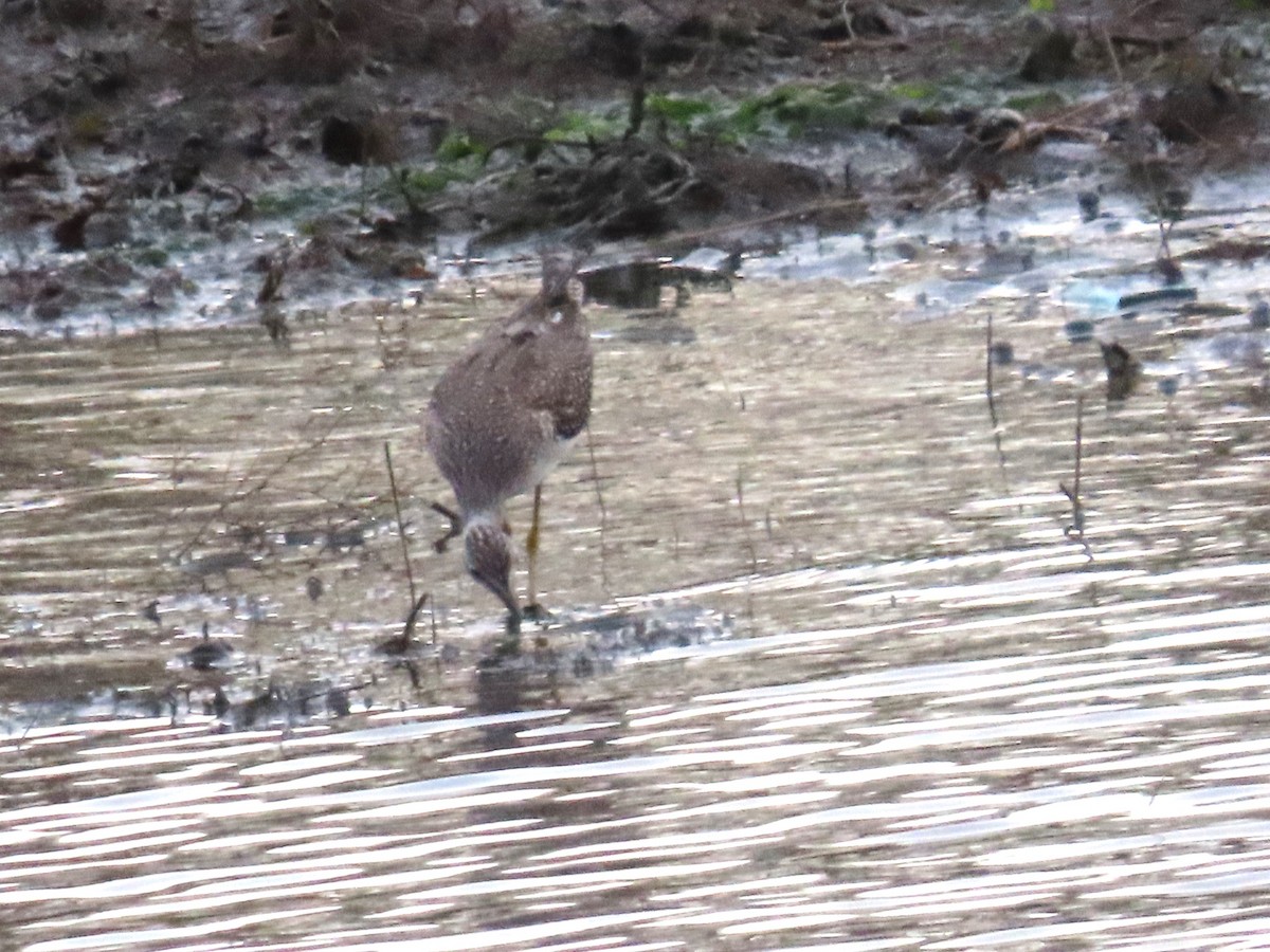 Коловодник строкатий - ML644721694