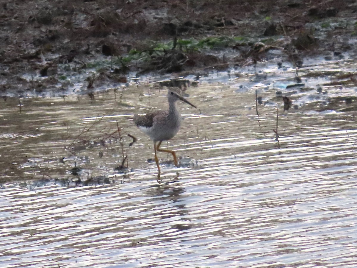 Коловодник строкатий - ML644721695