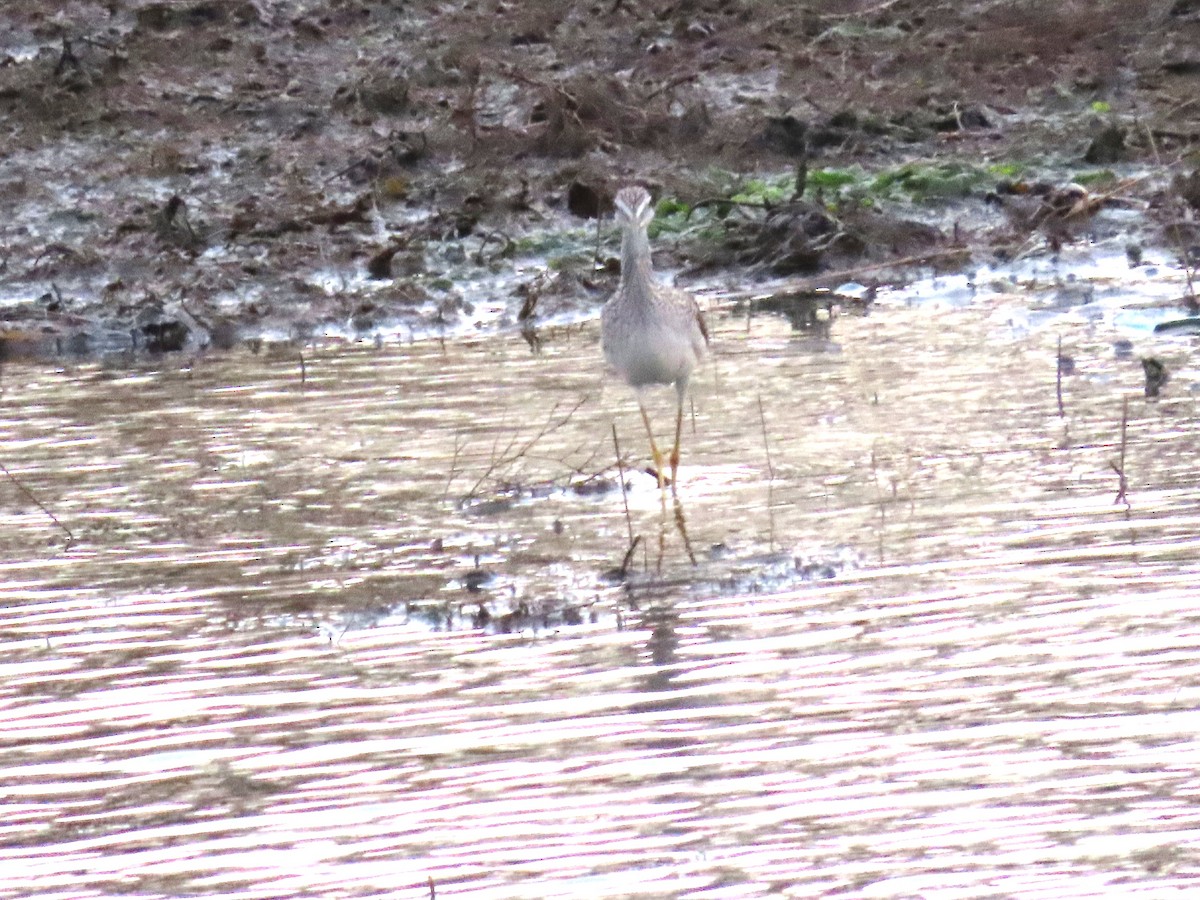 Коловодник строкатий - ML644721696