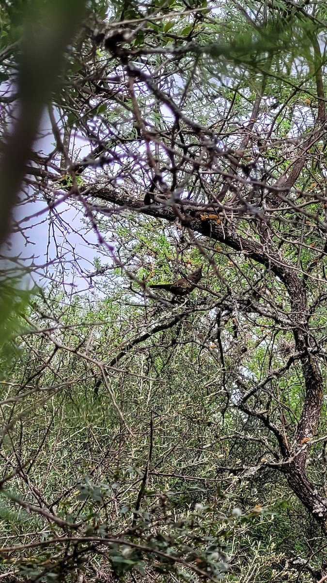 topptapakulo - ML644721702