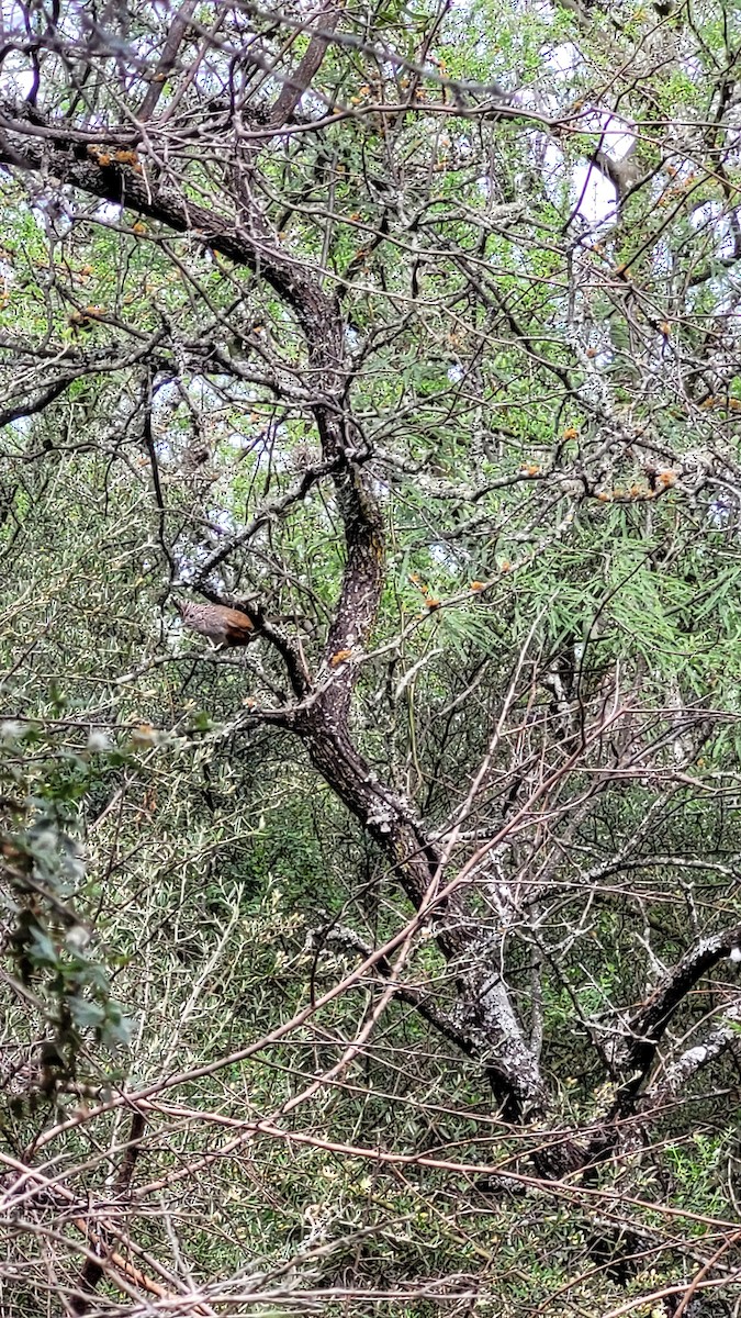 topptapakulo - ML644721703