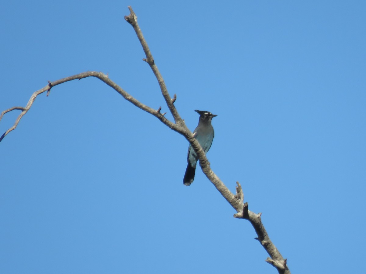 Steller's Jay - ML644721710