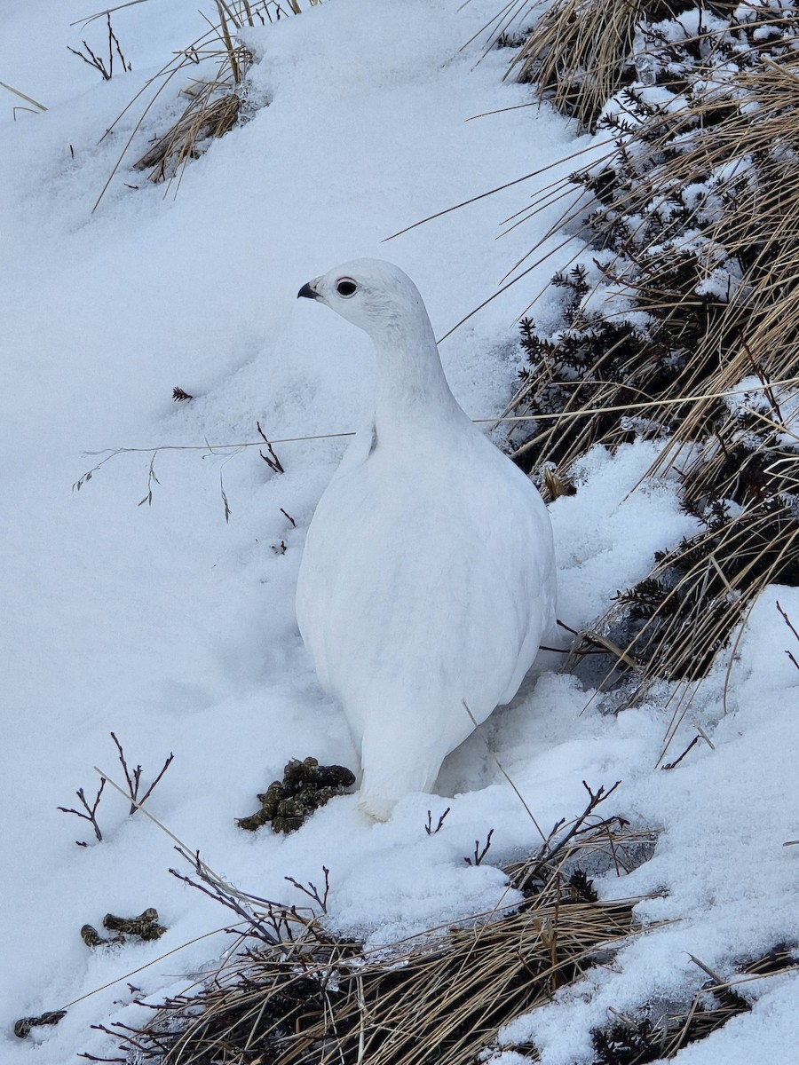 White-tailed Ptarmigan - ML644721712