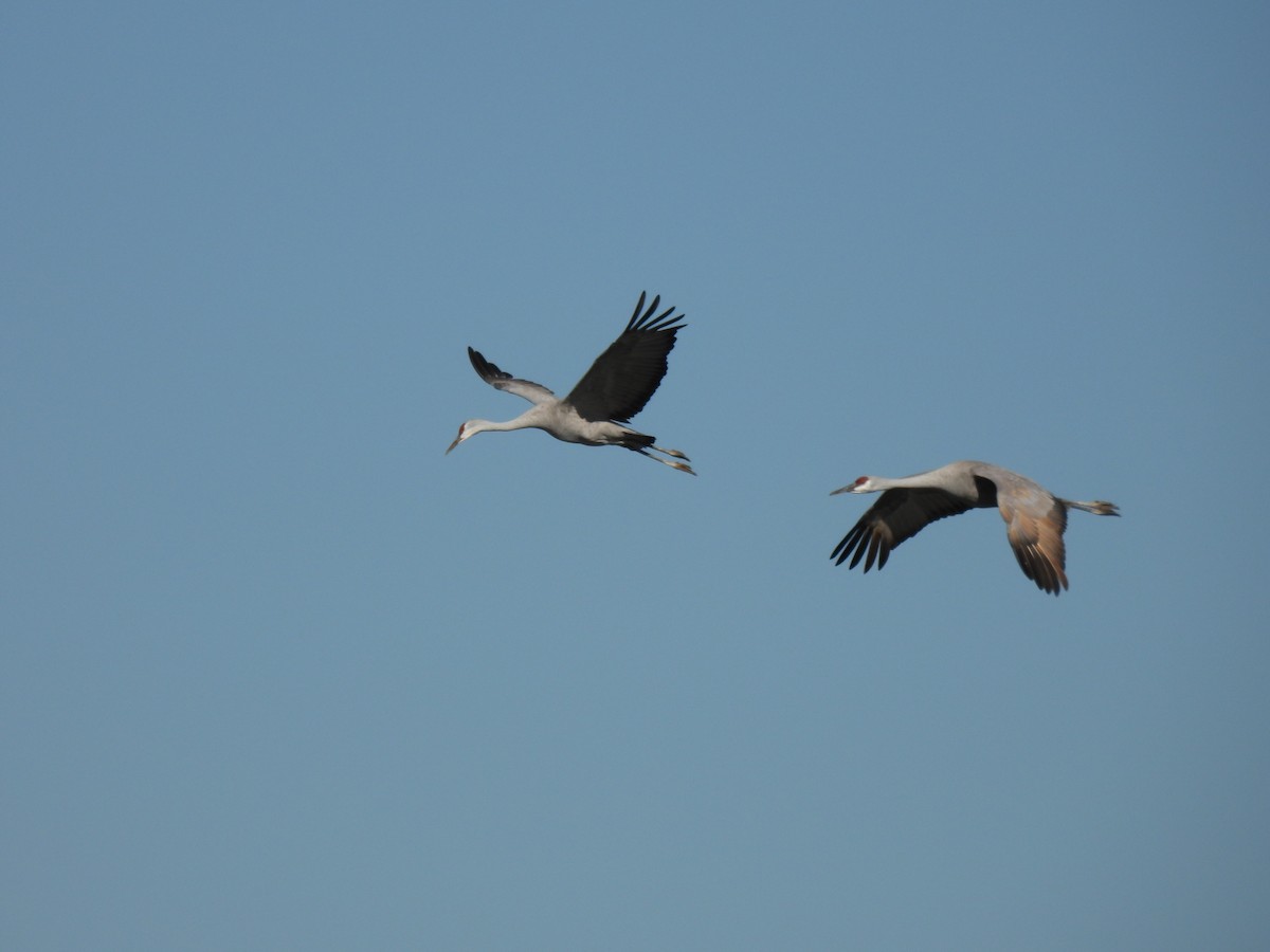 Kanada Turnası - ML644721714