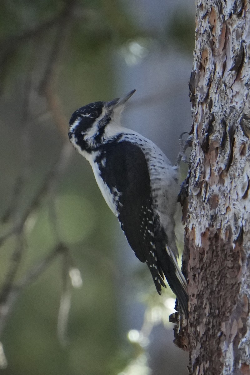 American Three-toed Woodpecker - ML644721716