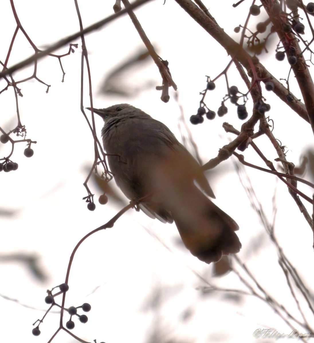 Gray Catbird - ML644721718