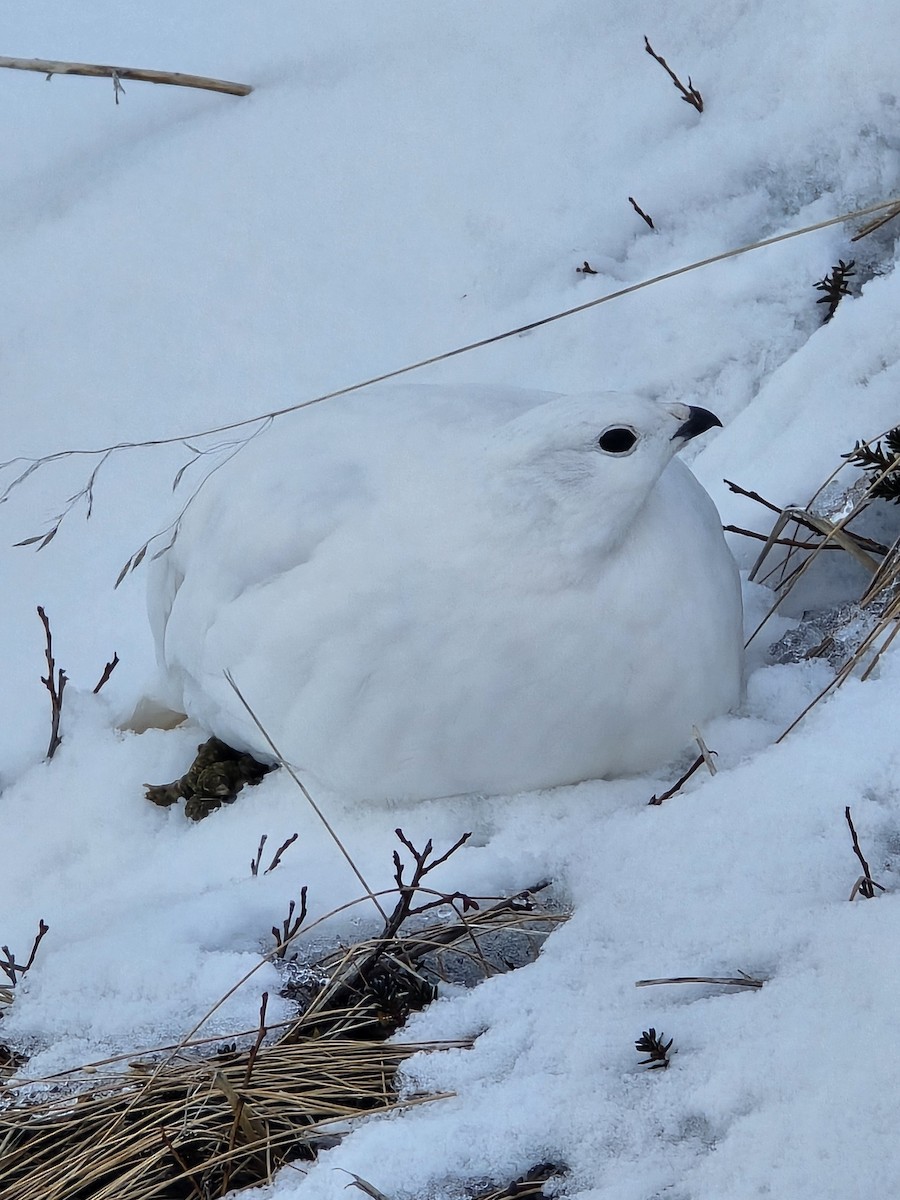 White-tailed Ptarmigan - ML644721722