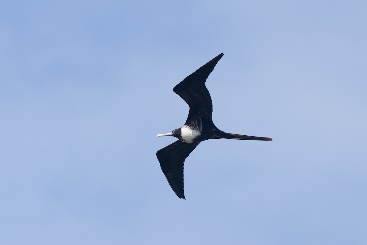 praktfregattfugl - ML644721731