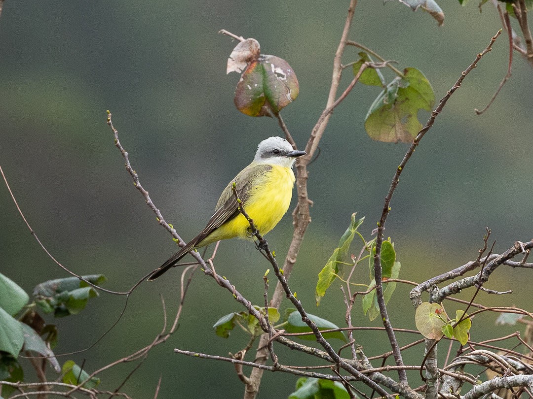 White-throated Kingbird - ML644721736