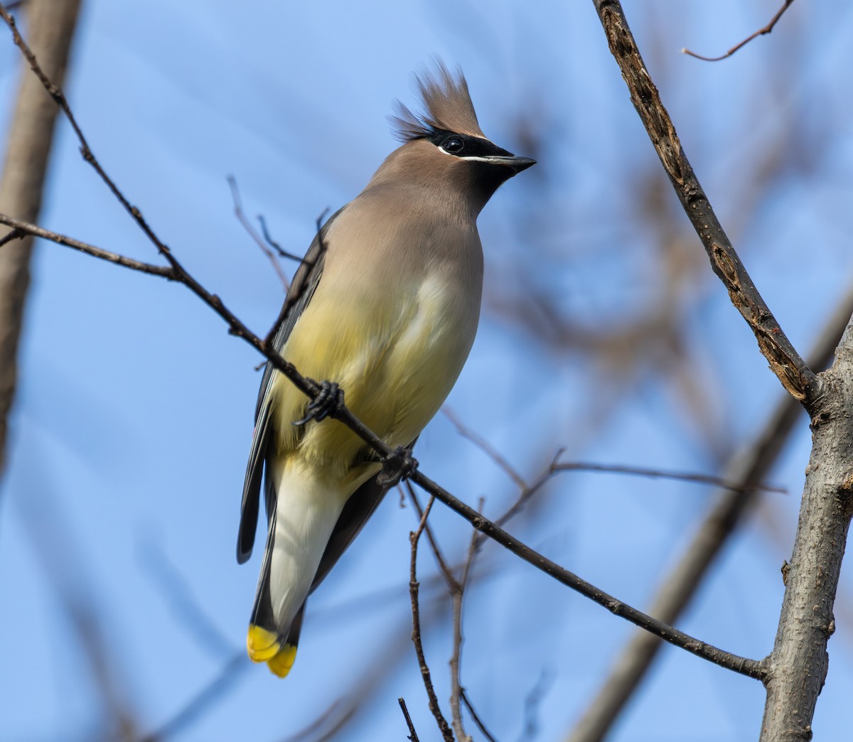 Cedar Waxwing - ML644721737